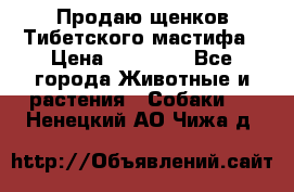 Продаю щенков Тибетского мастифа › Цена ­ 45 000 - Все города Животные и растения » Собаки   . Ненецкий АО,Чижа д.